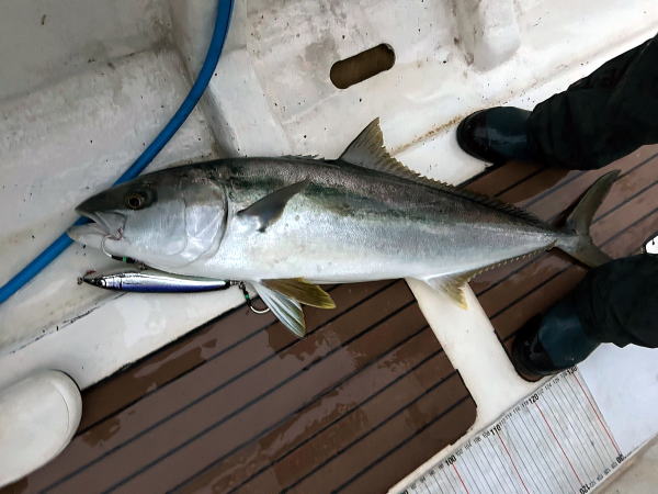 カーペンター メモリアル フィッシュ